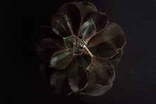 Load image into Gallery viewer, Elegant Gold Ring with Light Brown Diamond